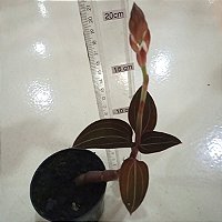 Orquídea Pipoca Ludisia discolor Aveludada para Coleção Super Exótica -  Orquídeas & Cia