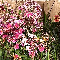 Egri-bugri keksa ayollar bilan porno