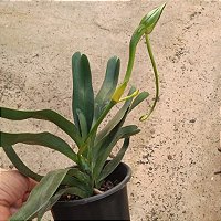 Angraecum sesquipedale (Orquídea de Darwin) - Orquídeas & Cia