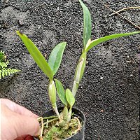 Cattleya aurantiaca amarela - Orquídeas & Cia