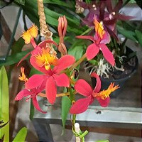 Epidendrum vermelha - Orquídeas & Cia