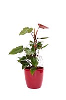 philodendron chocolate Philodendron Choco Empress main image 0