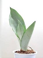 Espada De São Jorge Prateada - Sansevieria Moonshine - Orquidario ...