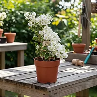 Primavera Variegata Branca - Bougainvillea Branca - Orquidario em
