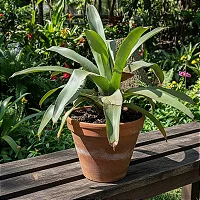 Aechmea bromeliifolia: Beleza Tropical e Flores Vibrantes