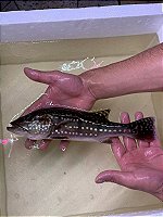 Tucunaré Açu 25-30cm
