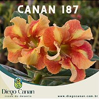 Enxerto CANAN 187 PERFUMADA