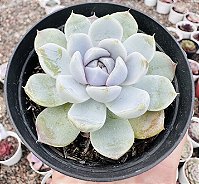 E. SNOW BUNNY POTE 9 - Suculove By Juh