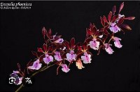 Encyclia phoenicea