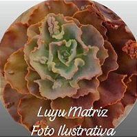 Luyu - Muda de Suculenta GIBBIFLORA no tamanho de vaso 11.