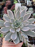 SCARLET VARIEGATA