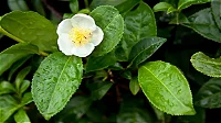 CHÁ VERDE (Camellia sinensis) - Até 40 cm