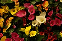 CALLA (Zantedeschia aethiopica) - Pote 15