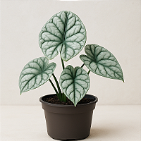 Alocasia baginda 'Silver Dragon' - Pote 12