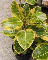 FICUS ALTISSIMA - Pote 17