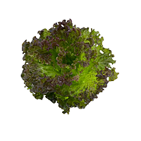 Alface Crespa Roxa