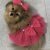 Vestido Country Style para Pets com Laço