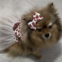 Vestido Estilo Princesa Estampa de Morangos para Pets G
