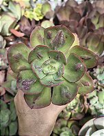 E. BARON BOLD POTE 9