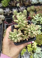 SEDUM AURORA POTE 7