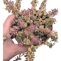Suculenta Boldinho, Planta Suculenta com Flores Roxas cuia 13 cm