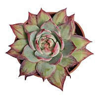 Suculenta Importada Echeveria Cassio Silk Variegata