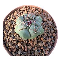 Cacto Thelocactus Hexaedrophorus