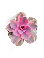 Echeveria Raibow Variegata maravilhosa vaso 11 cm