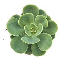 Echeveria Peach Pride Pote 11 Cm