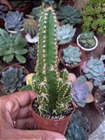 Cacto castelo de princesa pote 6
