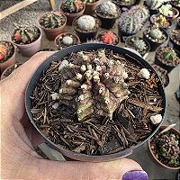 Cacto Gymnocalicium T Rex (pote 9) Raro/exótico .