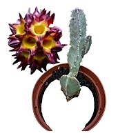 Cacto Caralluma Speciosa Pote 11 -  Coleção CORTE S/RAIZ)