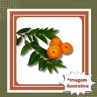 Muda de Uvaia – Frutífera Nativa de Frutos Doces e Aromáticos