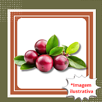 Muda de Camu Camu - Myrciaria dubia (H.B.K.) McVaugh.