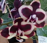 Phalaenopsis Matriz 41 - Cinéia