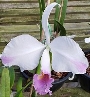 C. Trianae Flâmea Joãozinho x C. Trianae Flâmea Heitor (4)
