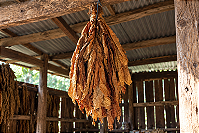 Folha de Tabaco Burley — Unidade
