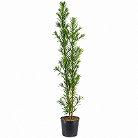 Podocarpo 1,30 a 1,50 m Planta Ornamental