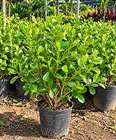 Clúsia Verde – 40 a 60 cm