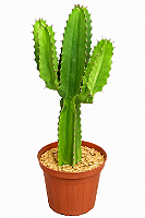 🌵 Cacto Mandacaru – 50 a 70 cm
