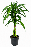 Bambu da Sorte Verde – 70 cm a 1 metro