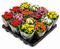 Kalanchoe – Caixa com 15 Unidades | Cores Variadas