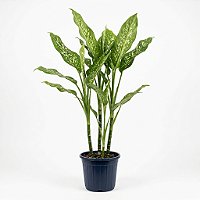 Comigo-Ninguém-Pode – 60 a 80 cm