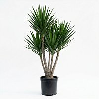 🌿 Yuca – 1,20 metros