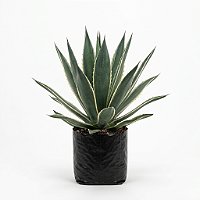 Agave Angustifolia ou Piteira do Caribe - 40 a 50 cm