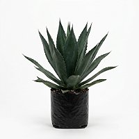 Agave Americana ou Agave Azul - 50 cm