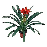 Bromélia Guzmânia Vermelha - Pote 14