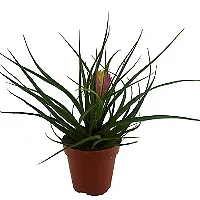 Bromélia Tilândsia - Pote 12