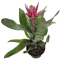 Bromélia Aequimea Rosa - Pote 17