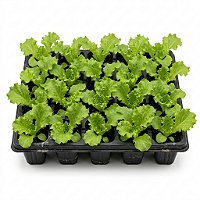 Alface Crespa 15 Mudas para Horta